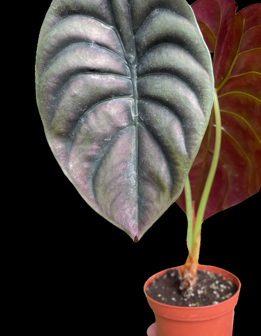 Alocasia 'Red Secret'