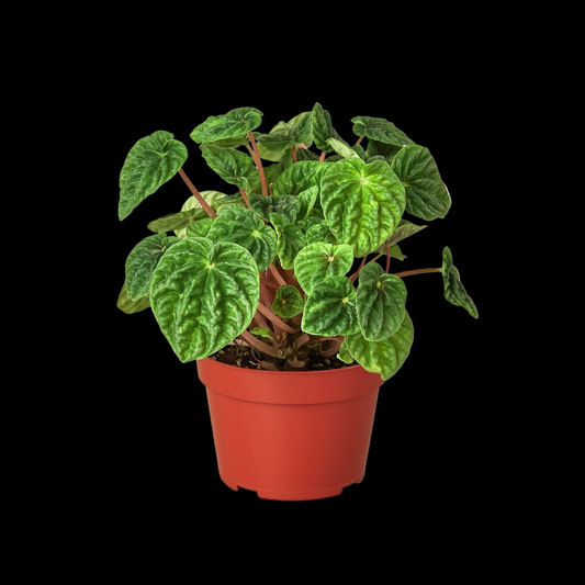 Peperomia 'Ripple'