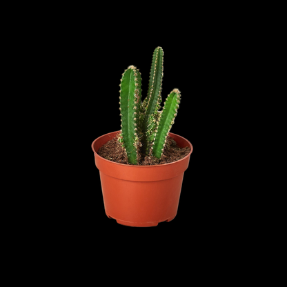 Fairy Castle Cactus