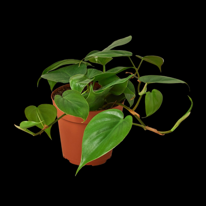 Philodendron Cordatum Heartleaf