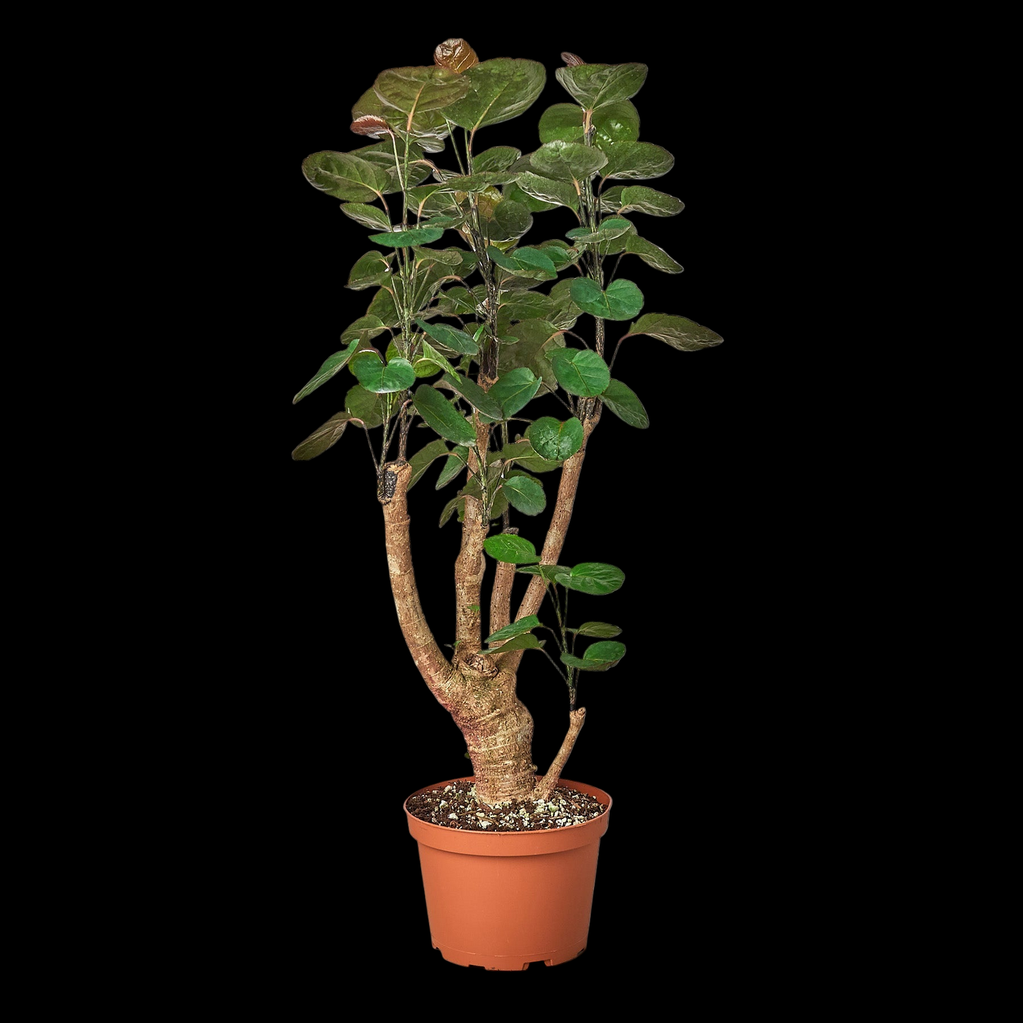 Aralia Fabian Stump 'Polyscias Scutellaria'