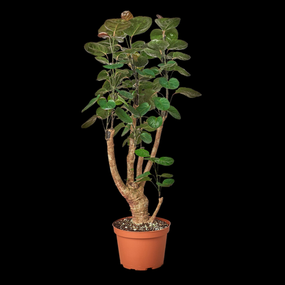 Aralia Fabian Stump 'Polyscias Scutellaria'