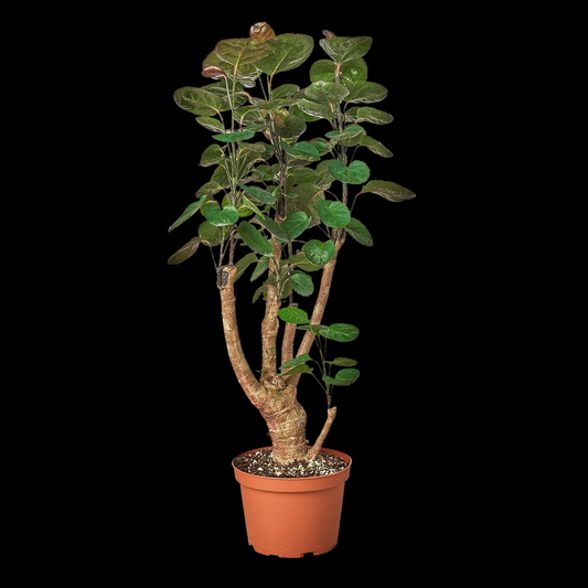 Aralia Fabian Stump 'Polyscias Scutellaria'