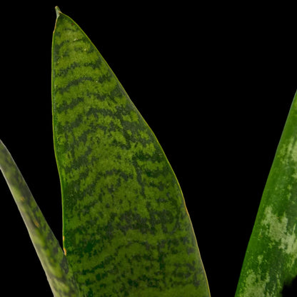 Snake Plant 'Zeylanica'