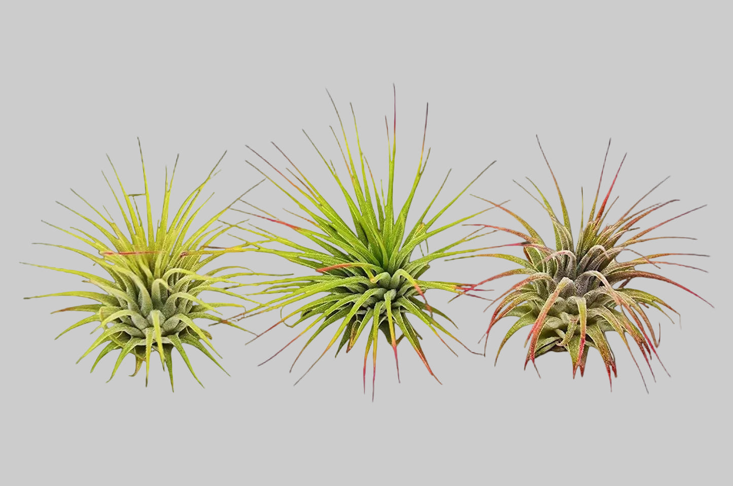 3 Ionantha Guatemala Air Plants / Blooms