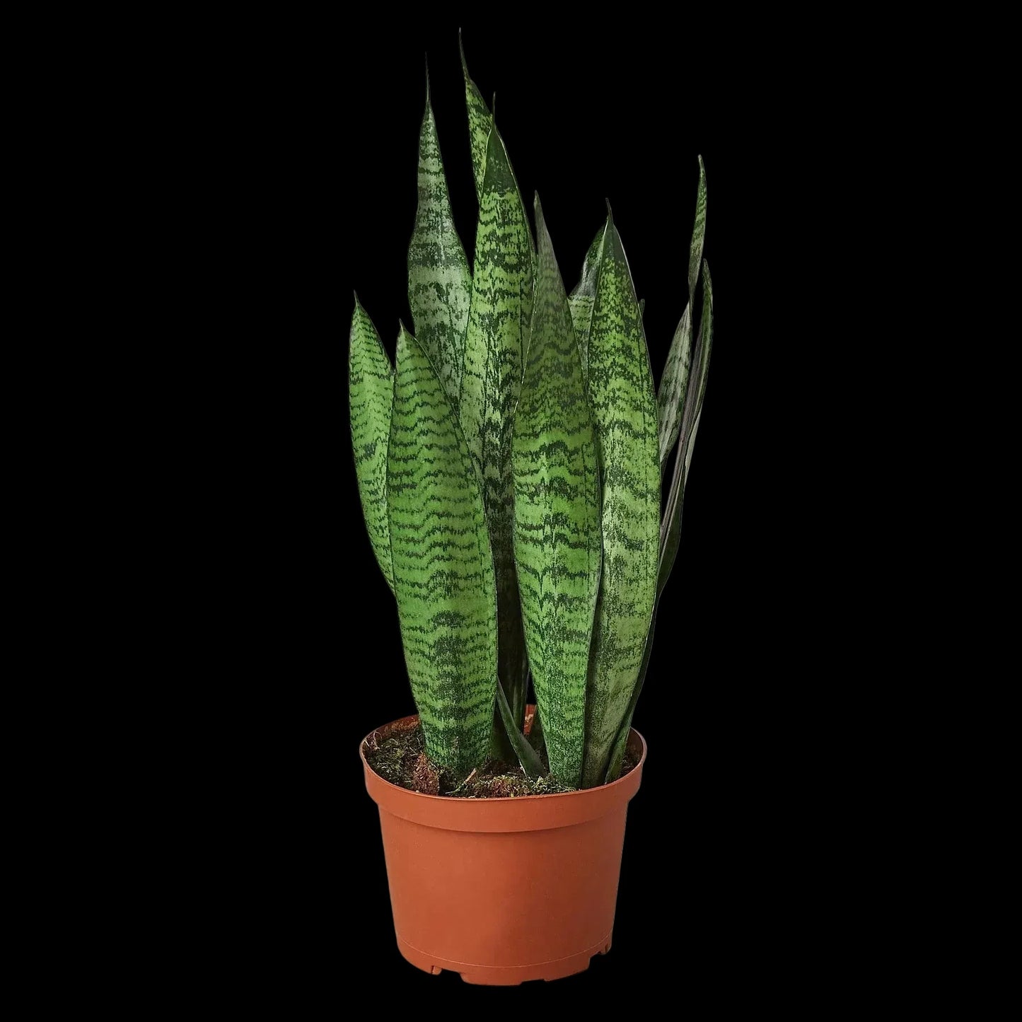 Snake Plant 'Zeylanica'