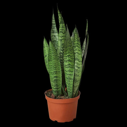 Snake Plant 'Zeylanica'