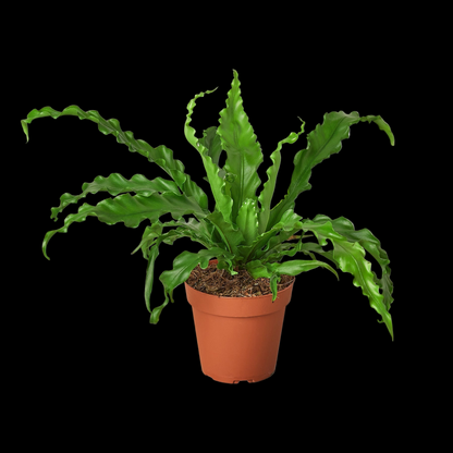 Bird’s Nest 'Victoria' Fern