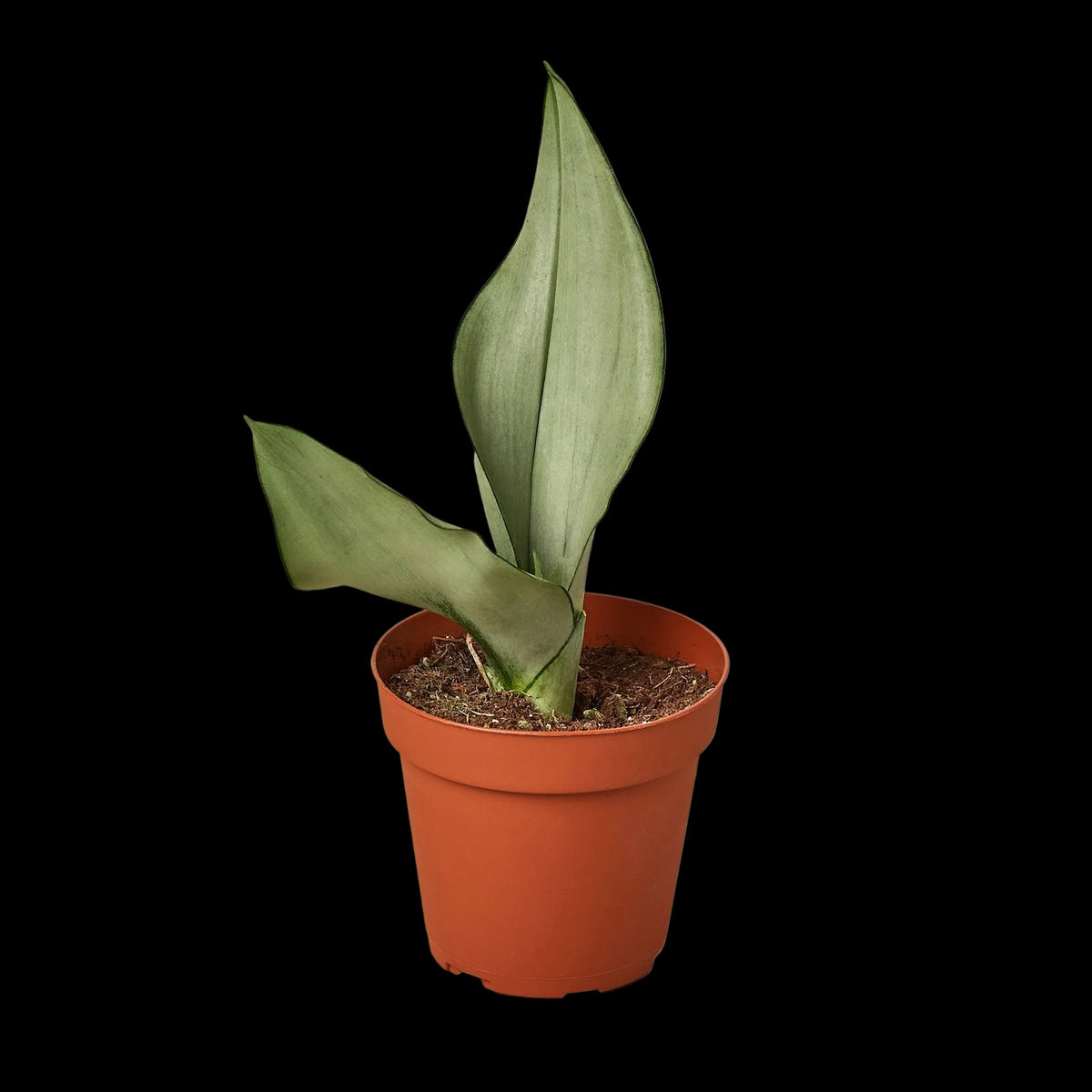 Snake Plant 'Moonshine'