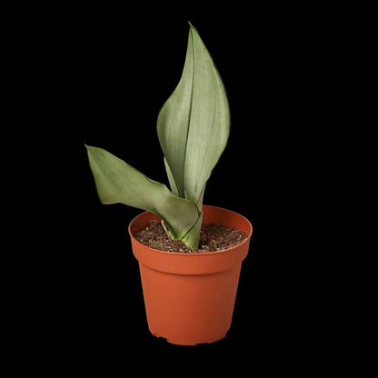 Snake Plant 'Moonshine'