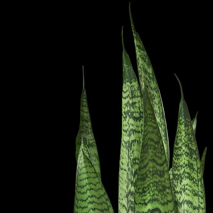 Snake Plant 'Zeylanica'