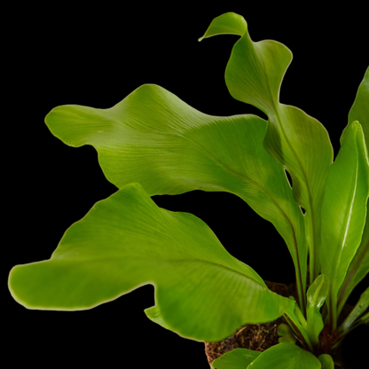 Bird's Nest 'Nidus' Fern