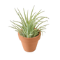 Ionantha Guatemala Tillandsia Air Plant with Terra Cotta