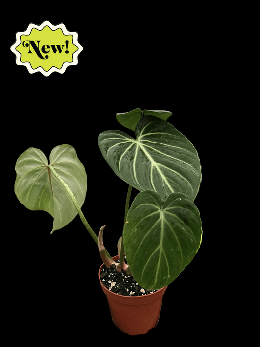 Philodendron Gloriosum