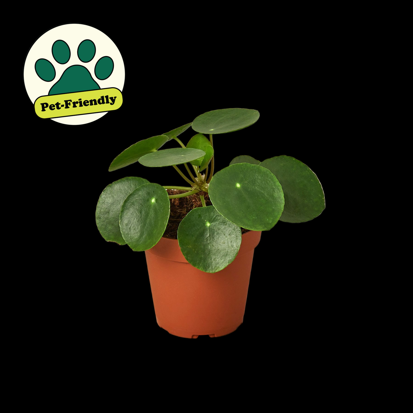 Pilea Peperomioides 'Chinese Money'