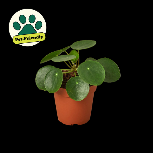 Pilea Peperomioides 'Chinese Money'