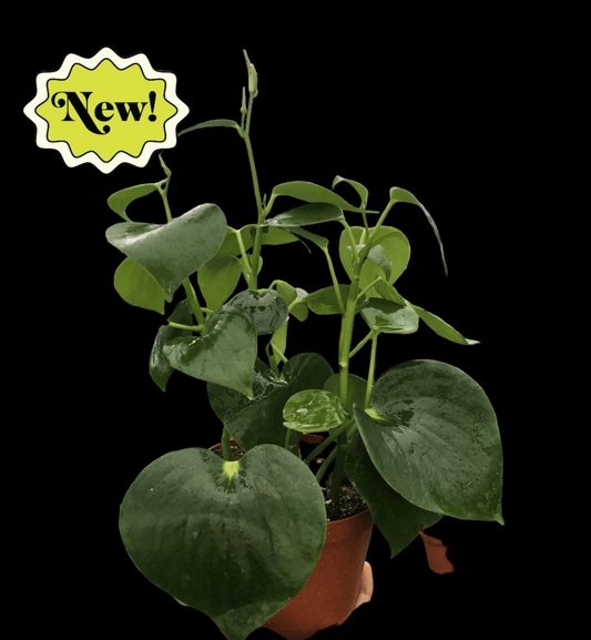 Peperomia 'Raindrop'