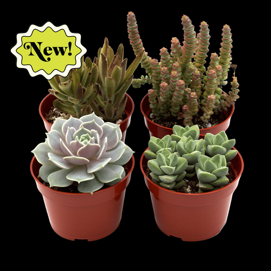Assorted Succulent Variety